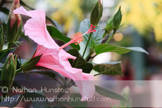 A flower on the Pearl Street Mall in Boulder, CO